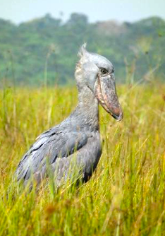 Shoebill